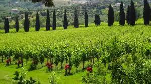 l'Azienda Agricola Marino