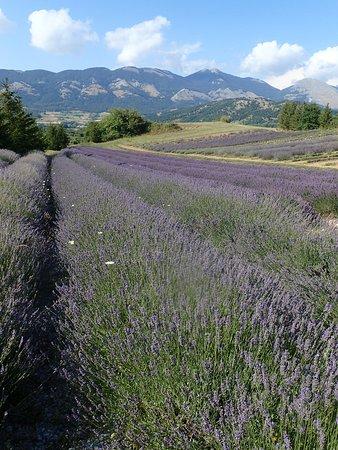 Parco della Lavanda